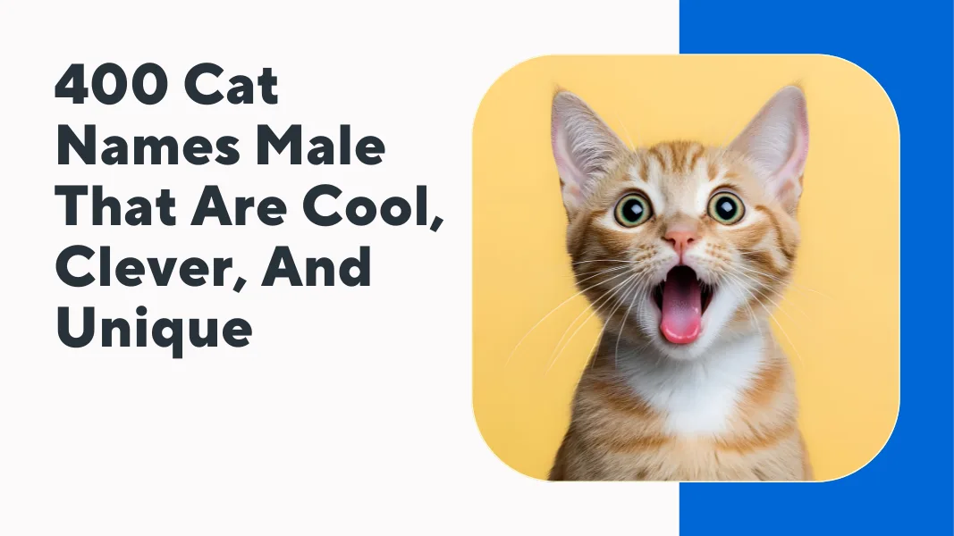 Cat Names Male
